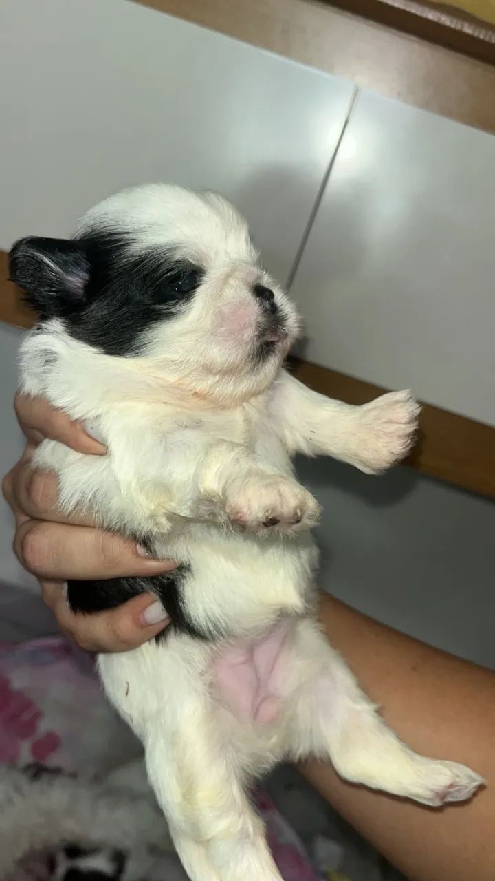 Lindos filhotes de shitzu mini disponíveis  - Foto 3