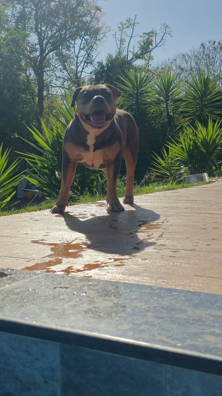 American bully pra cruza