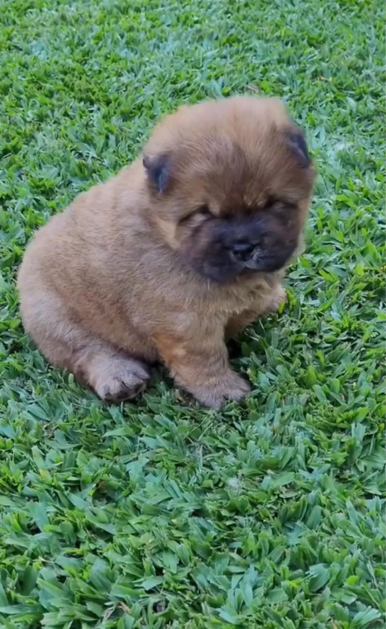 Chow Chow  - Foto 5