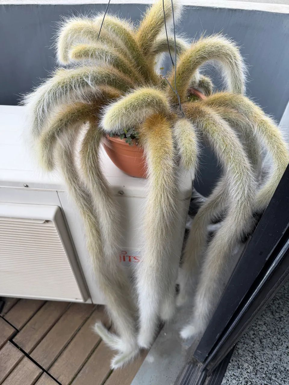 cacto rabo de macaco