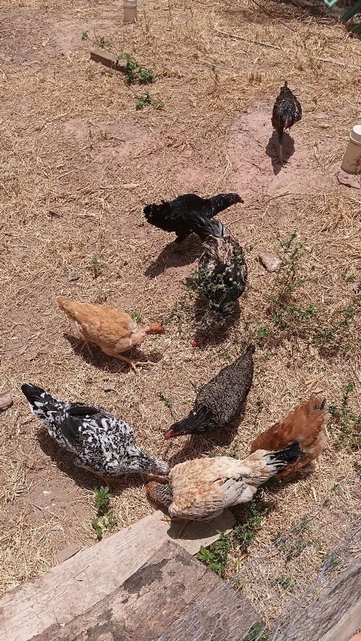 Frangos