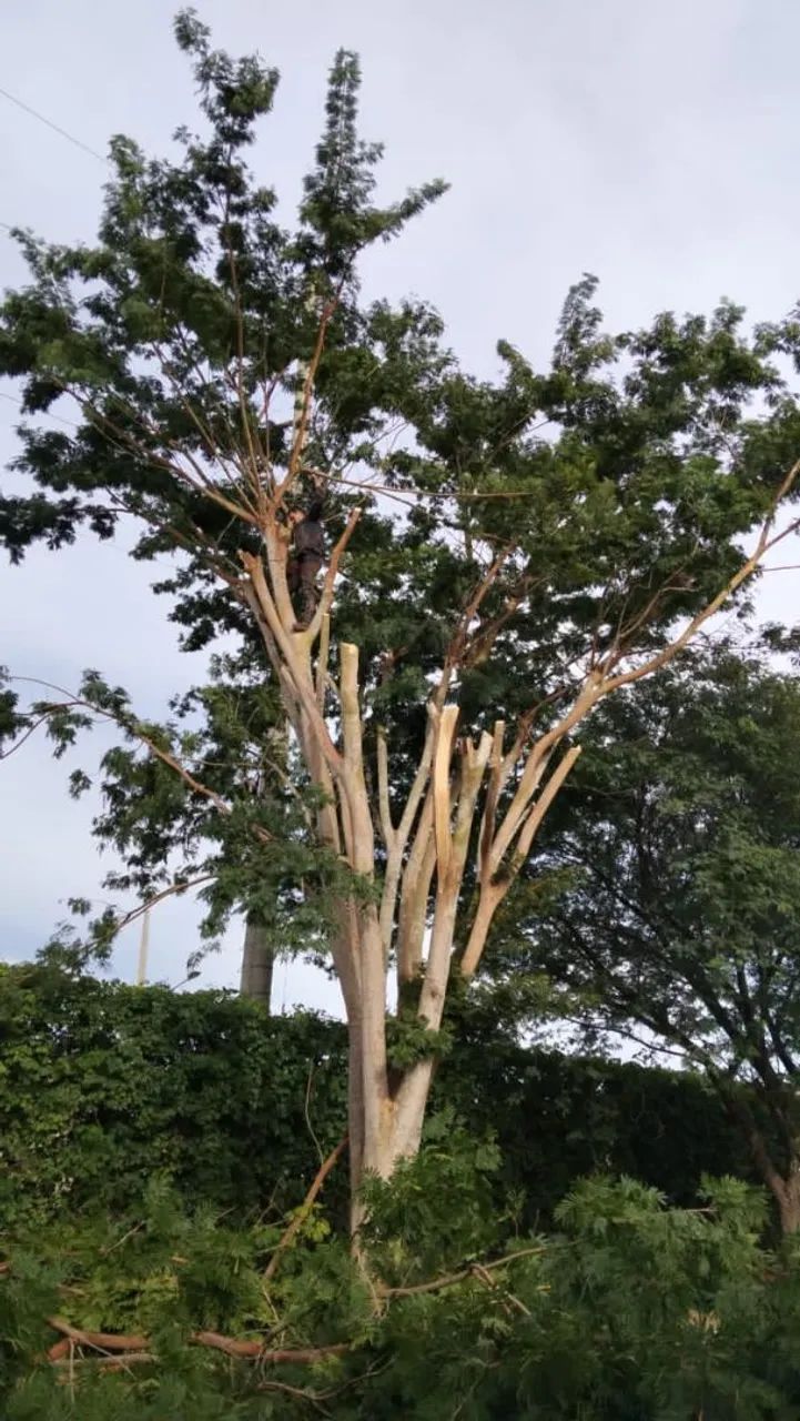Prestação de Serviços de Jardinagem - Foto 5