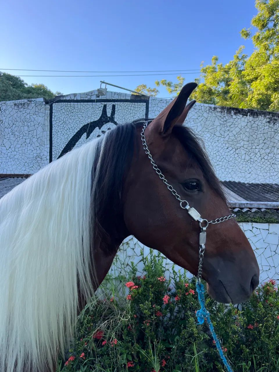 POLTRO PAMPA MAQUiNA DE MARCHA PICADA - Foto 3