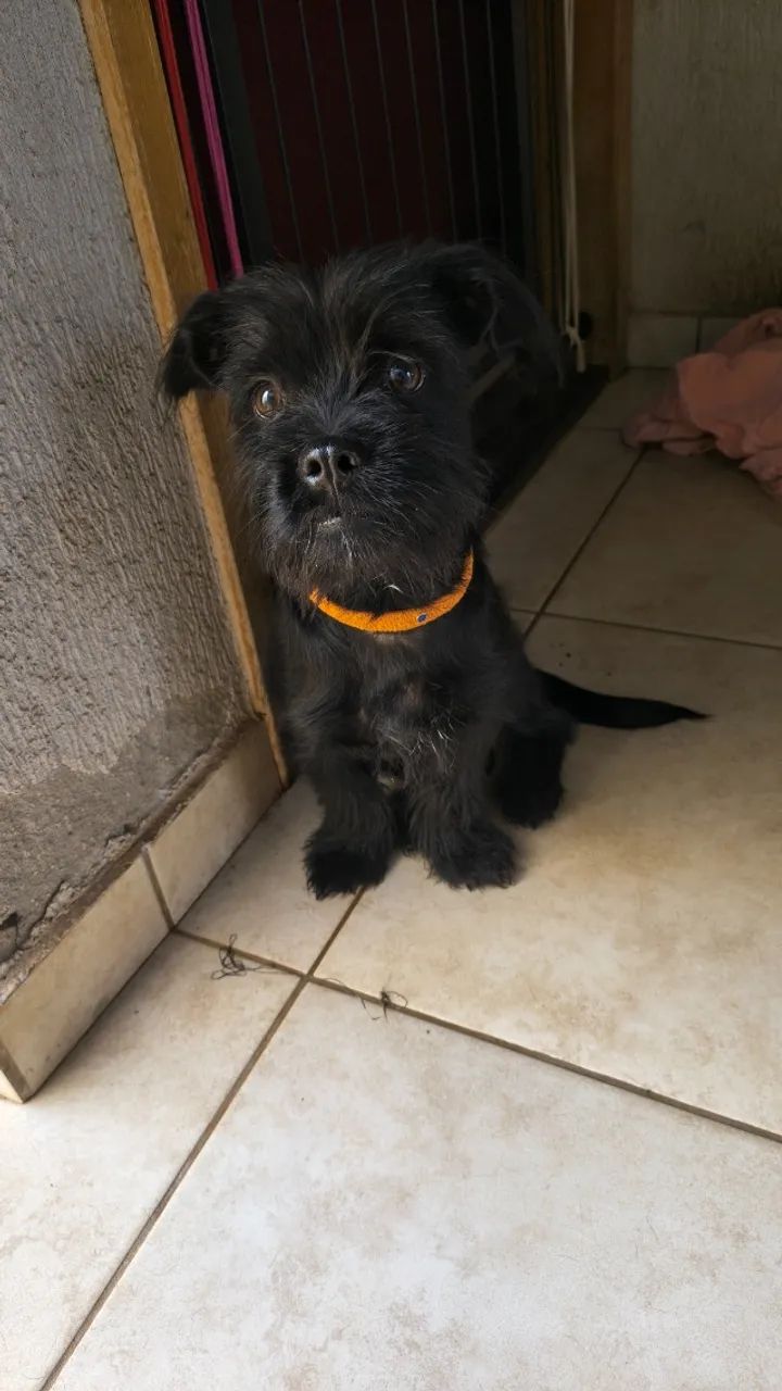 Doando esse cachorro  - Foto 2