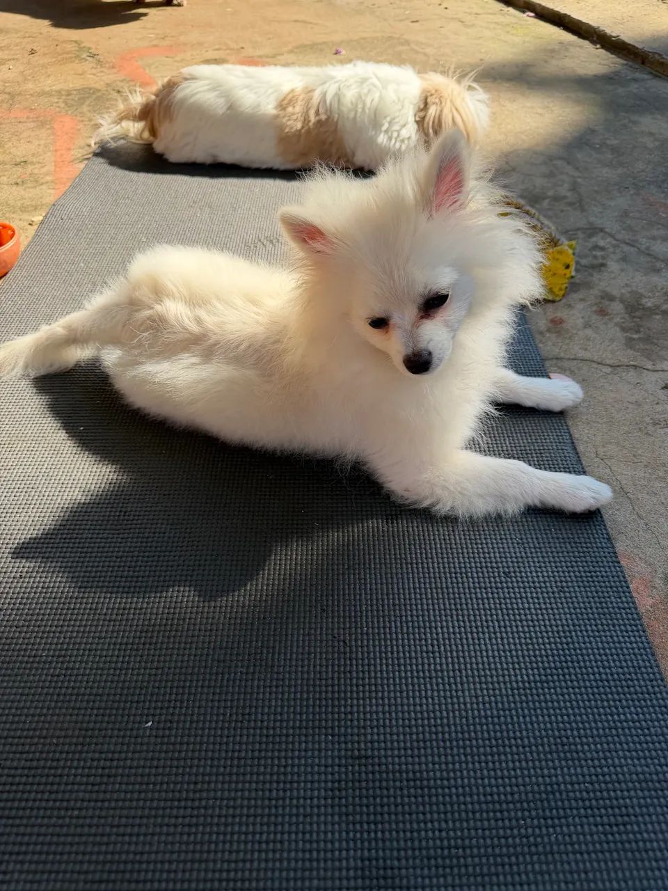 Lulu Macho