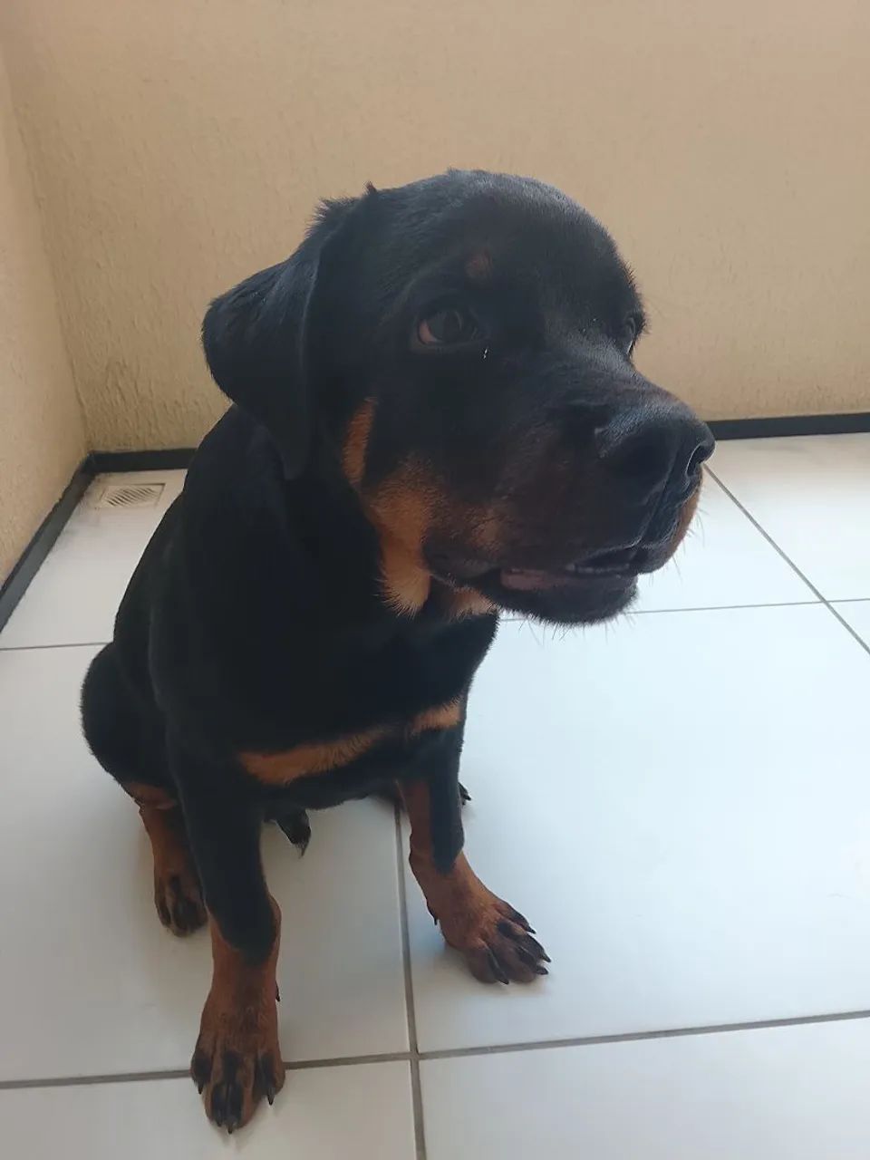 Filhote de rottweiler  - Foto 2
