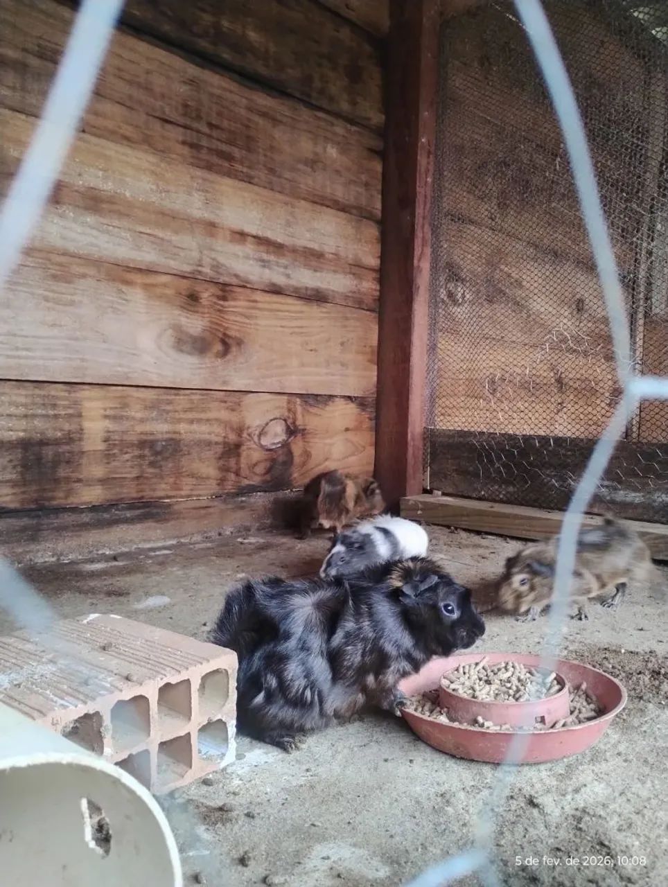 Porquinho da india para venda.  - Foto 4