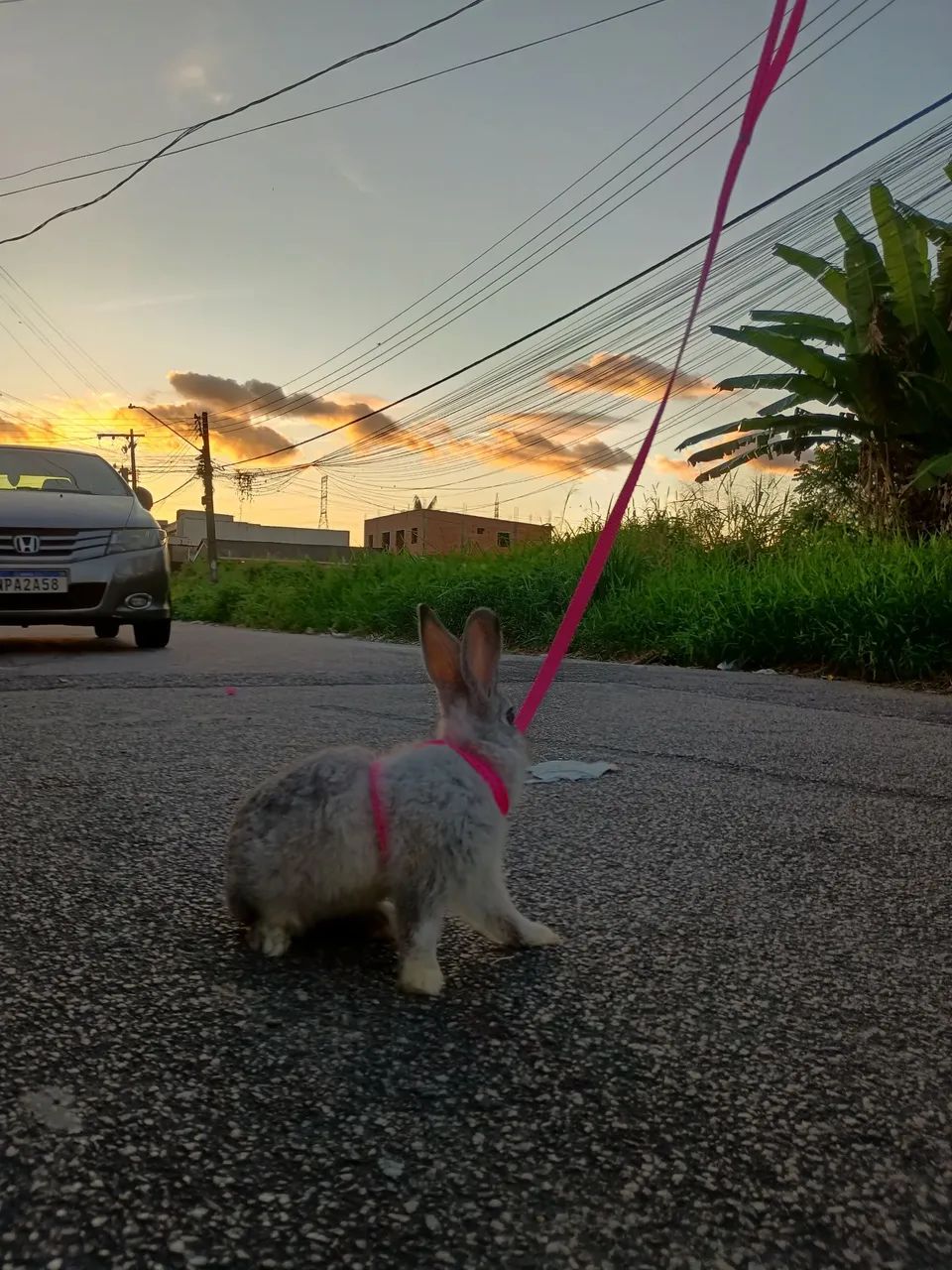 Vendo coelha cinza - Foto 2
