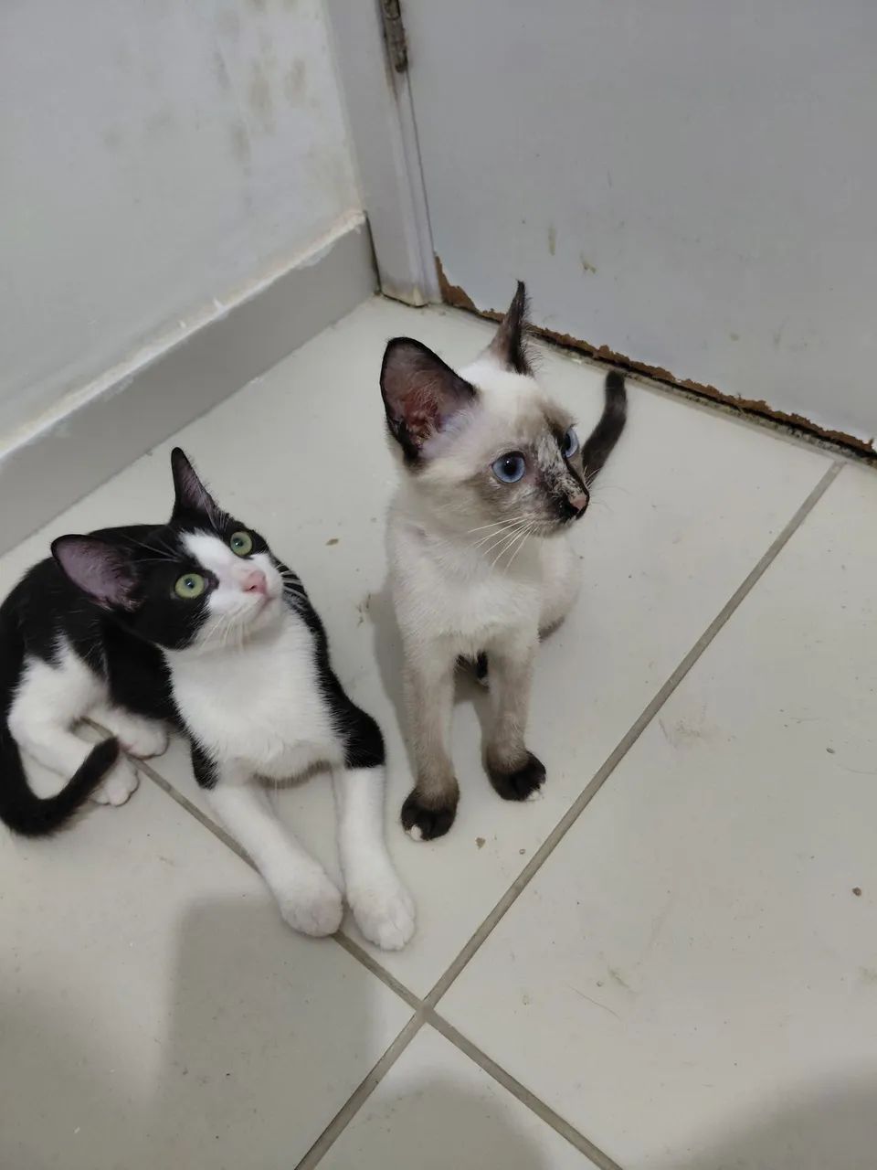 Adoção  - Foto 5