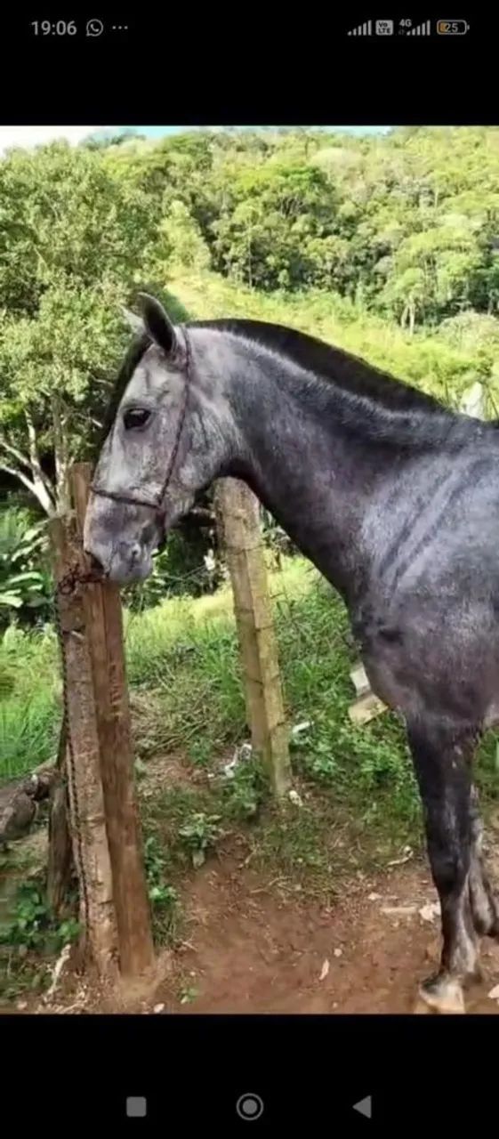 Cavalo marcbs picada