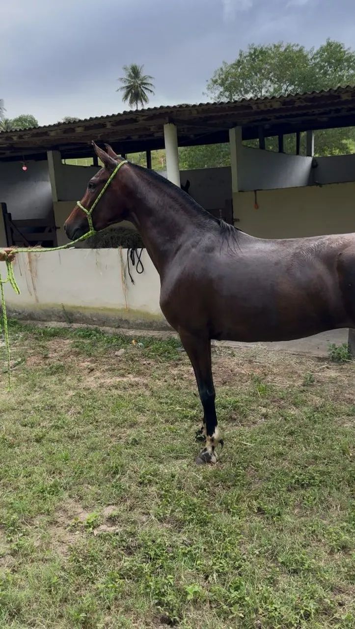 Potra Mangalarga Marchador  - Foto 6
