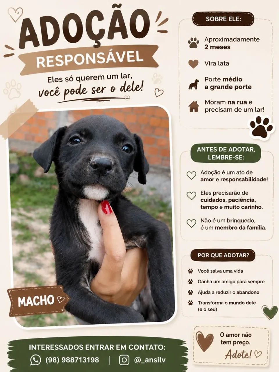 Doação de cachorro 