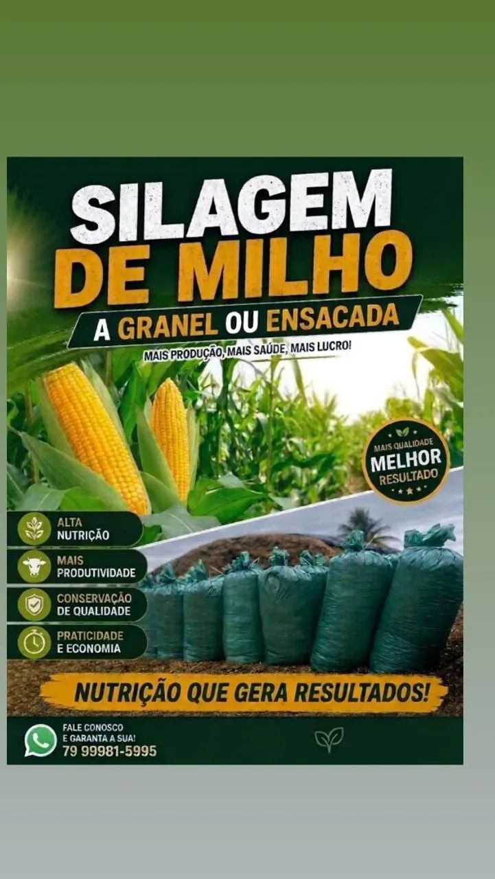 Silo de milho 