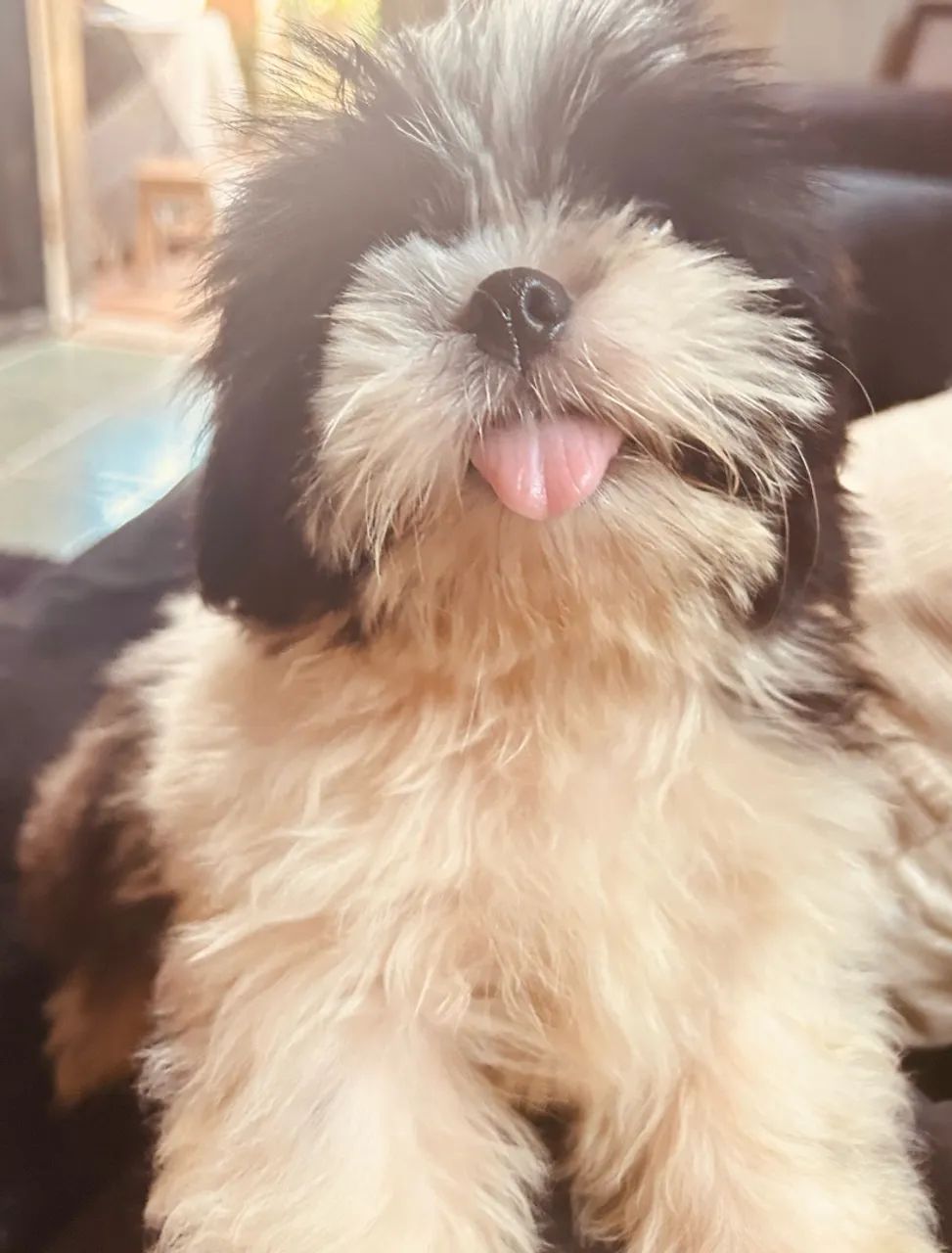 Shihtzu macho - Foto 4