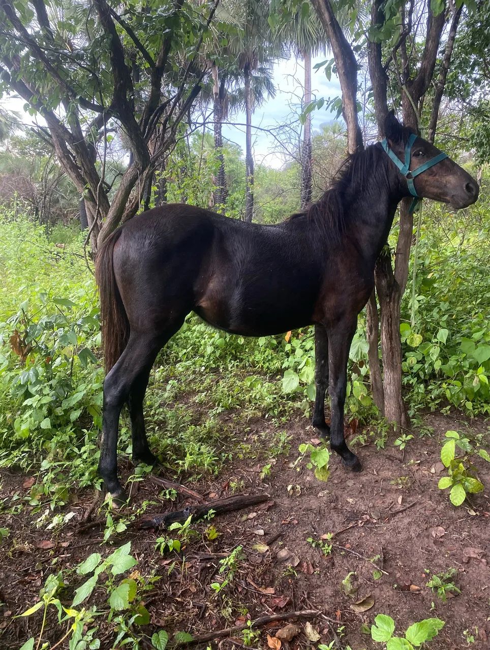 Vende se potra quatro de milha  - Foto 5