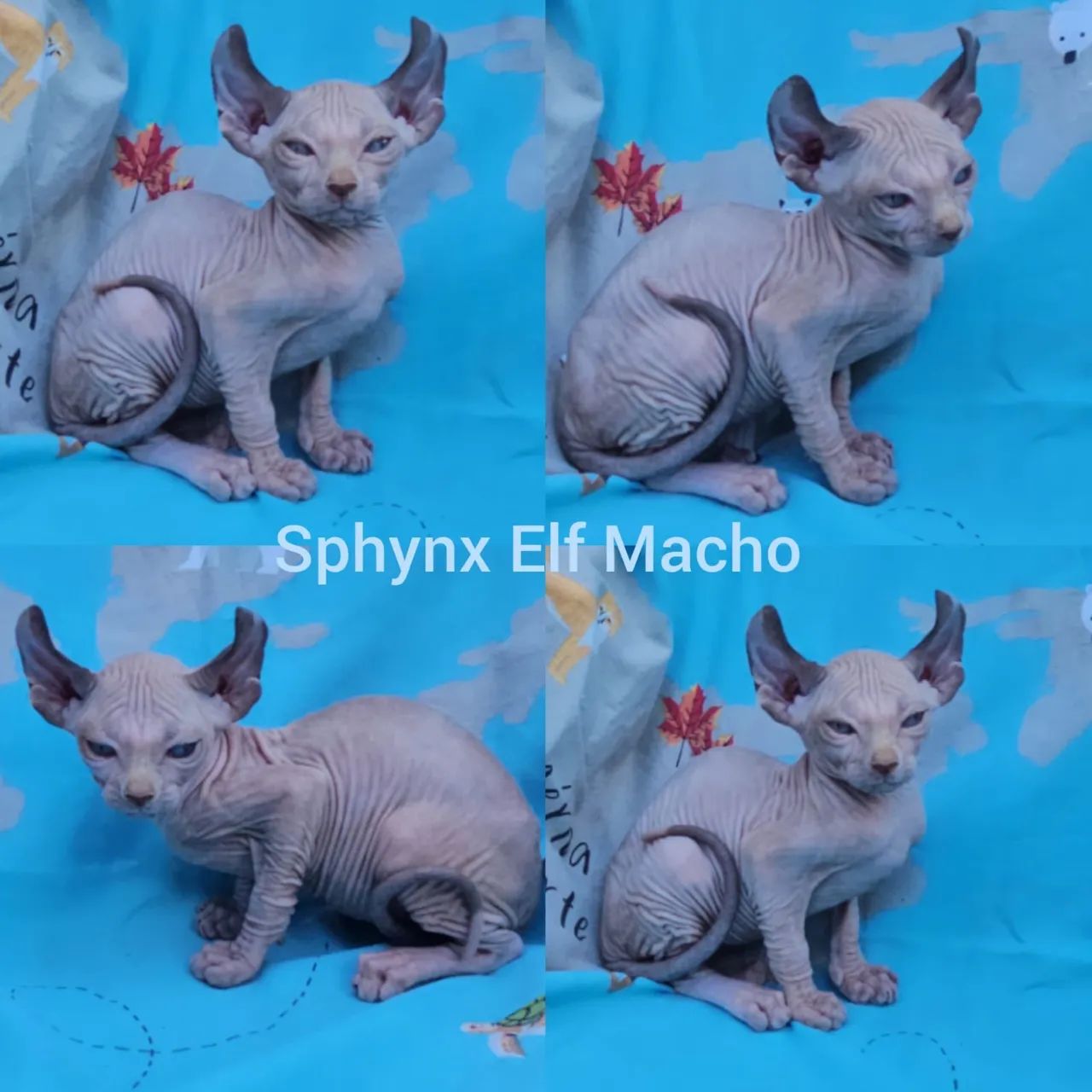 Sphynx padrão e Elf Filhotes - Gatil Bsb Cat - Foto 2