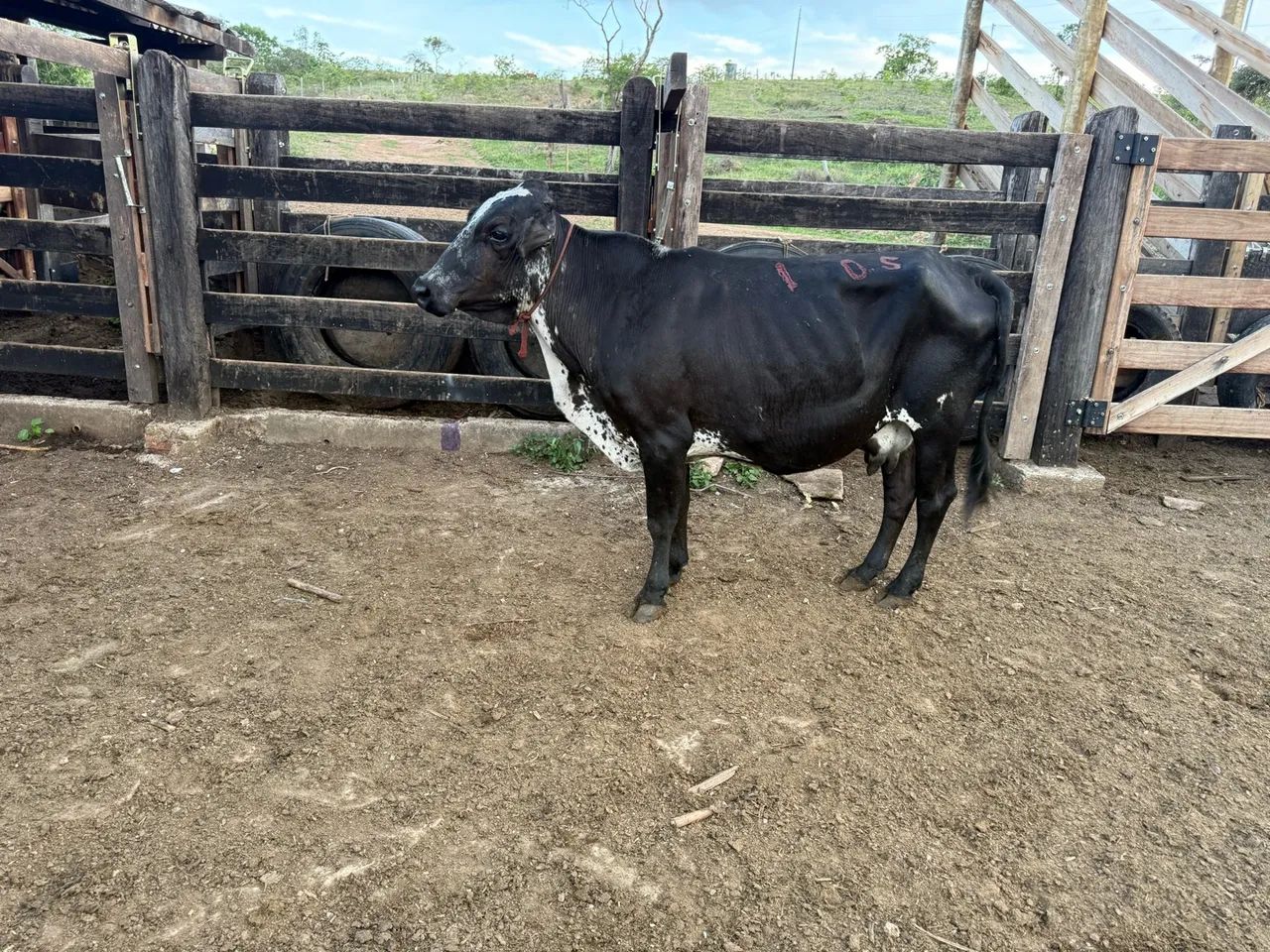 Vaca 