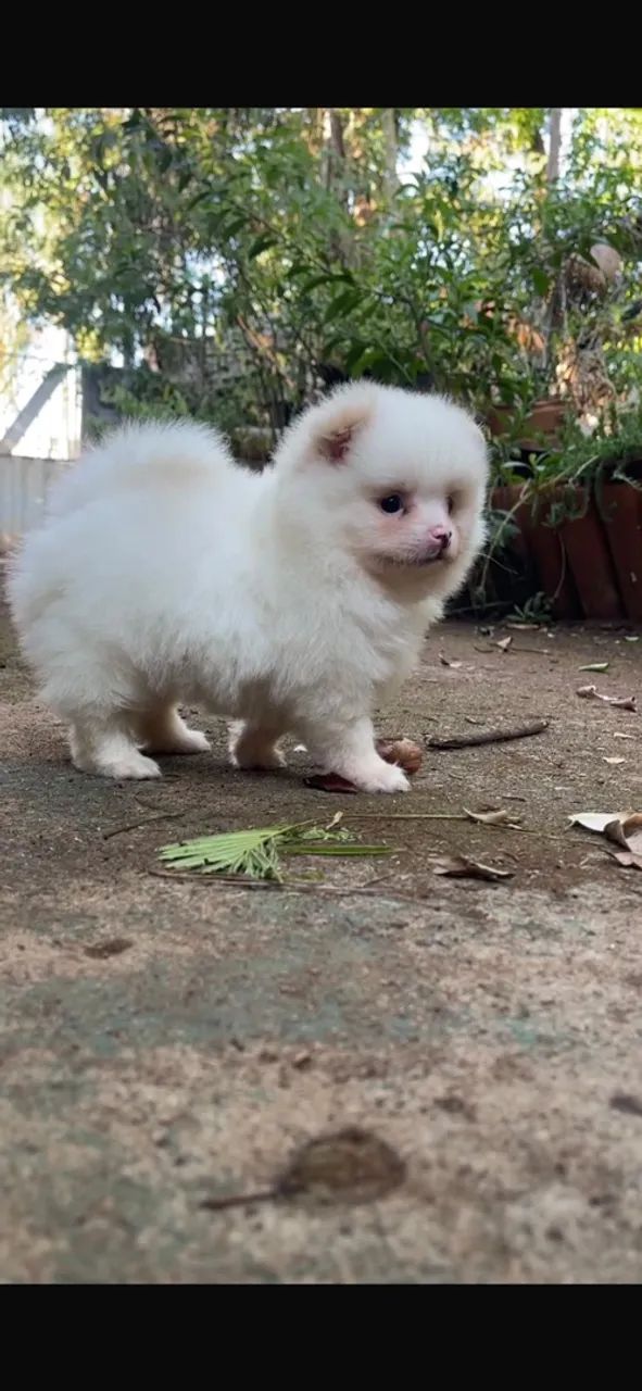 Cachorro  - Foto 5