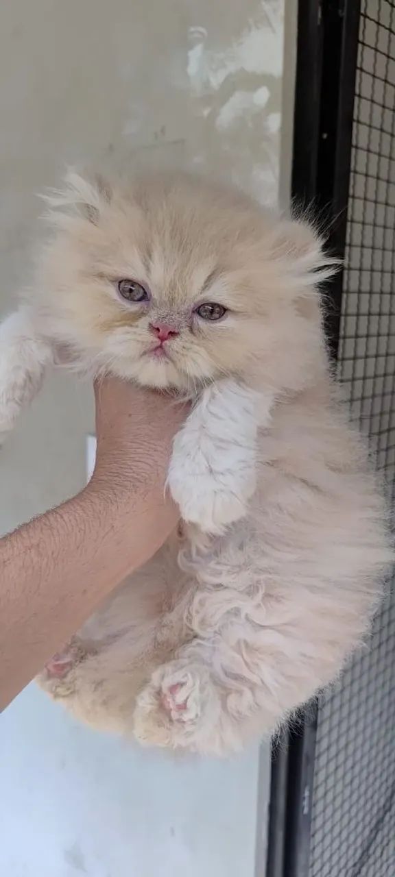 Persas Filhote a pronta entrega 