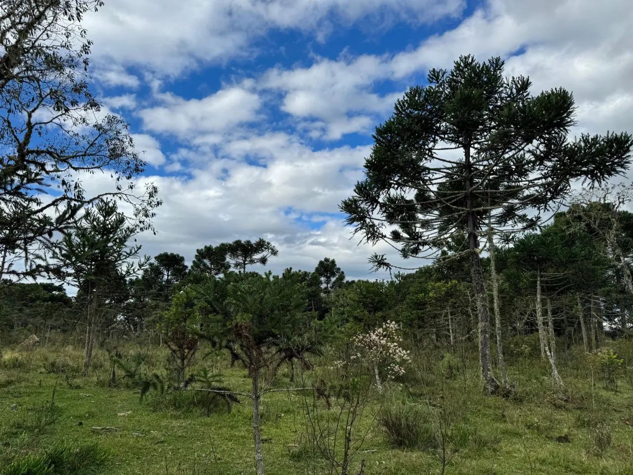 Imóvel para venda 2 hectares na Serra Catarinense - Foto 3