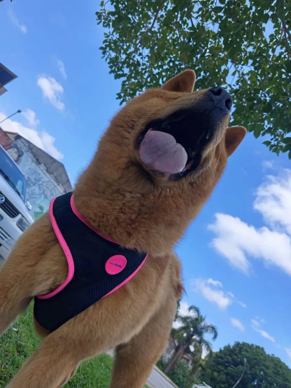 Doa-se Chow-chow  - Foto 2