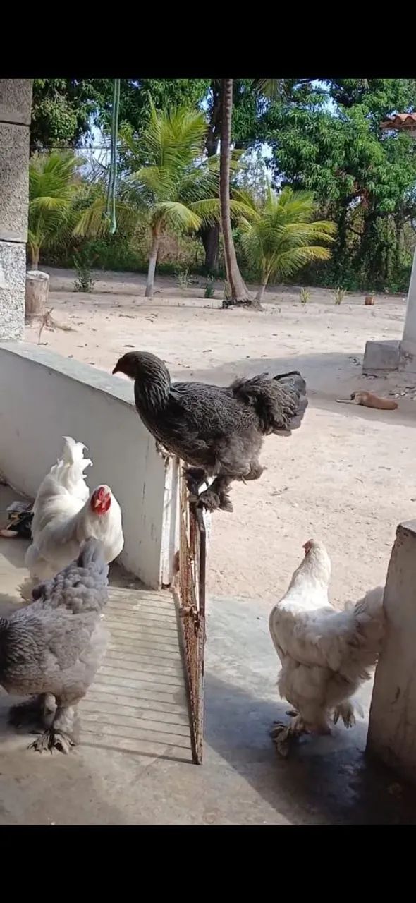 Vendo Galinhas 