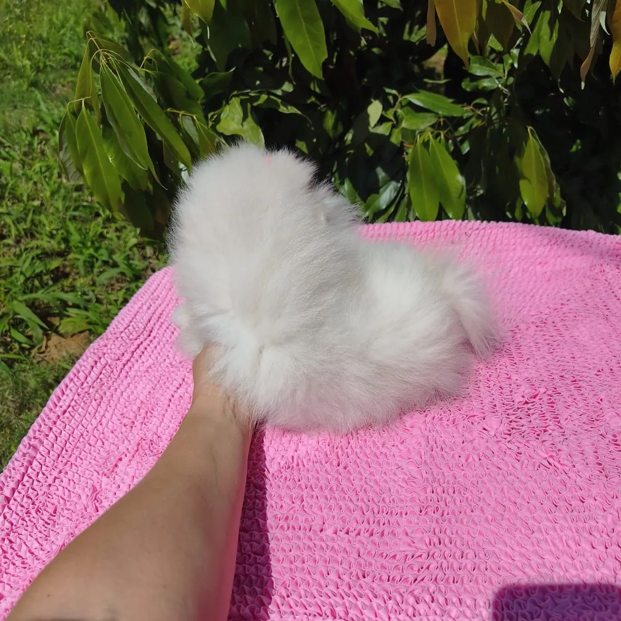 Filhotes lindos  - Foto 4