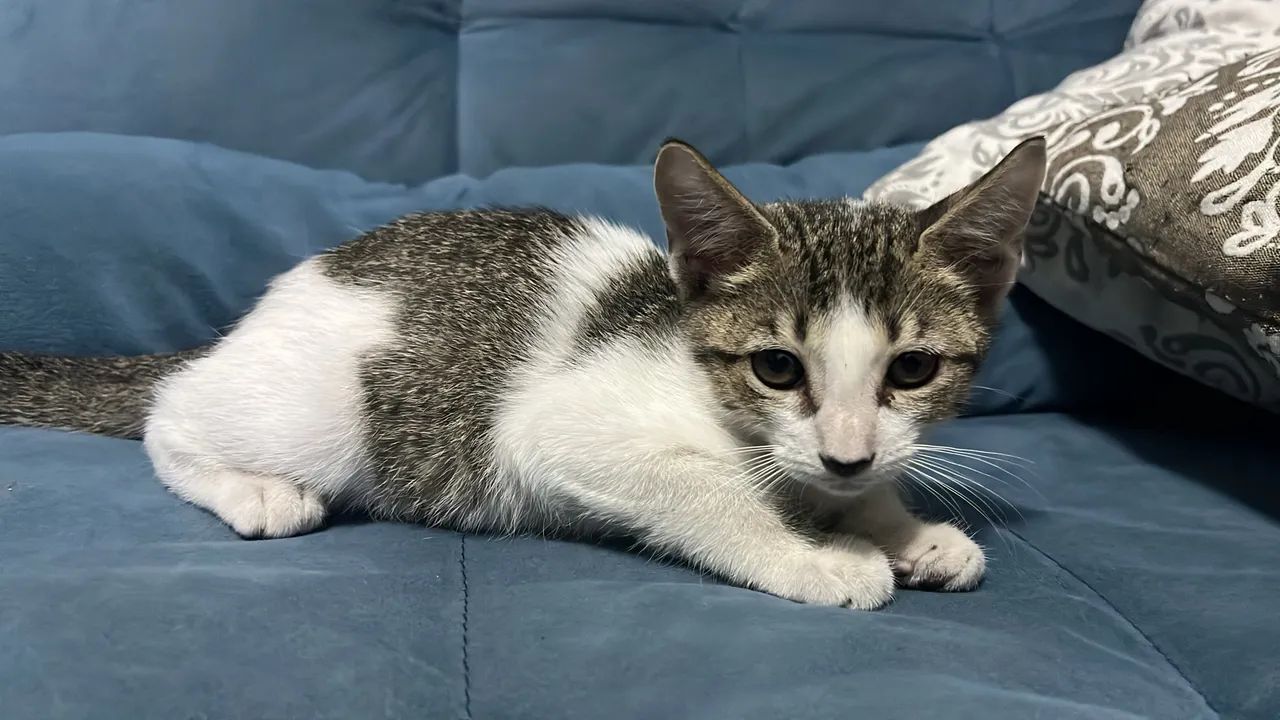 Gatos para doação - Foto 2