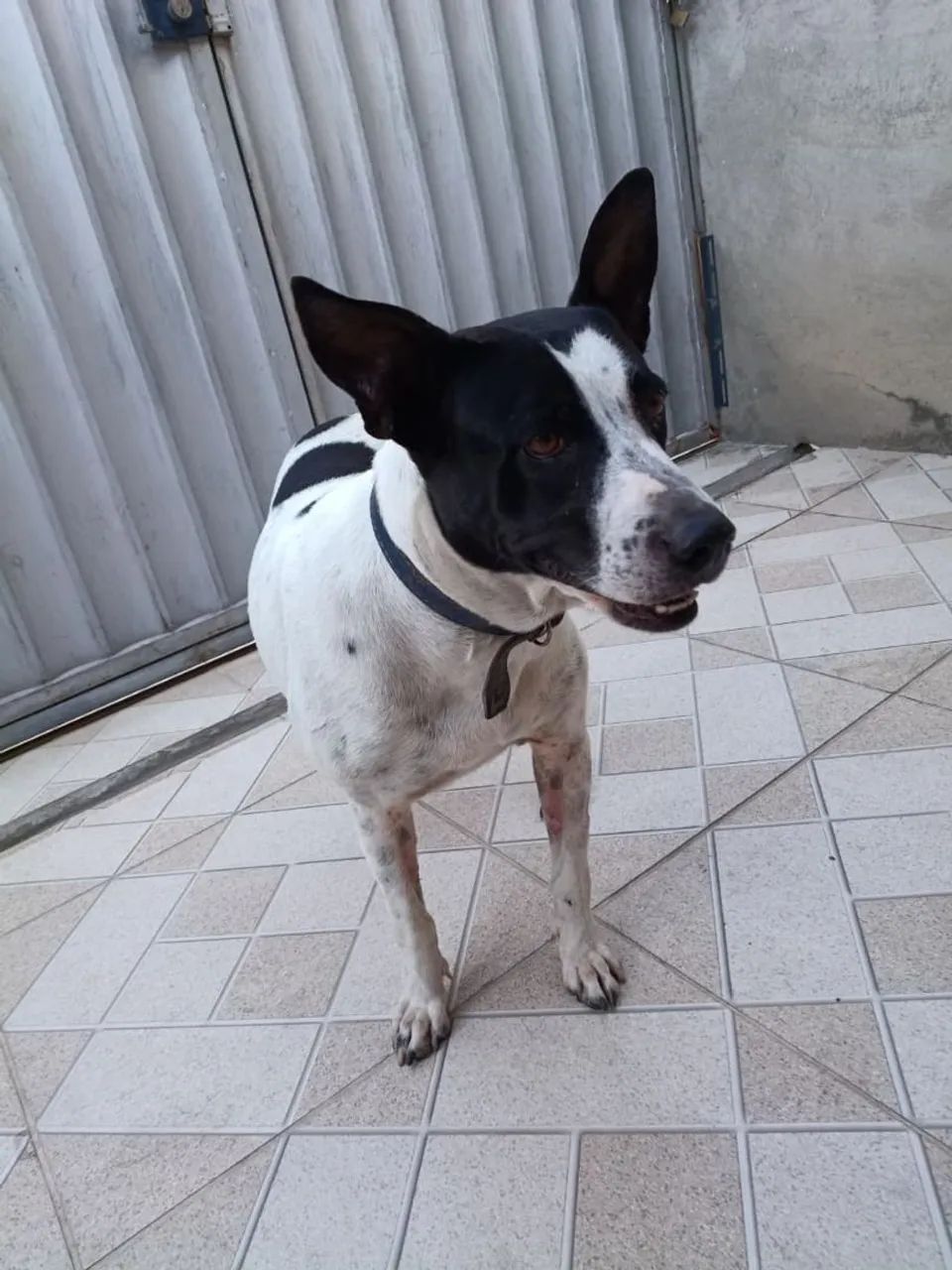 Doação de cadela 