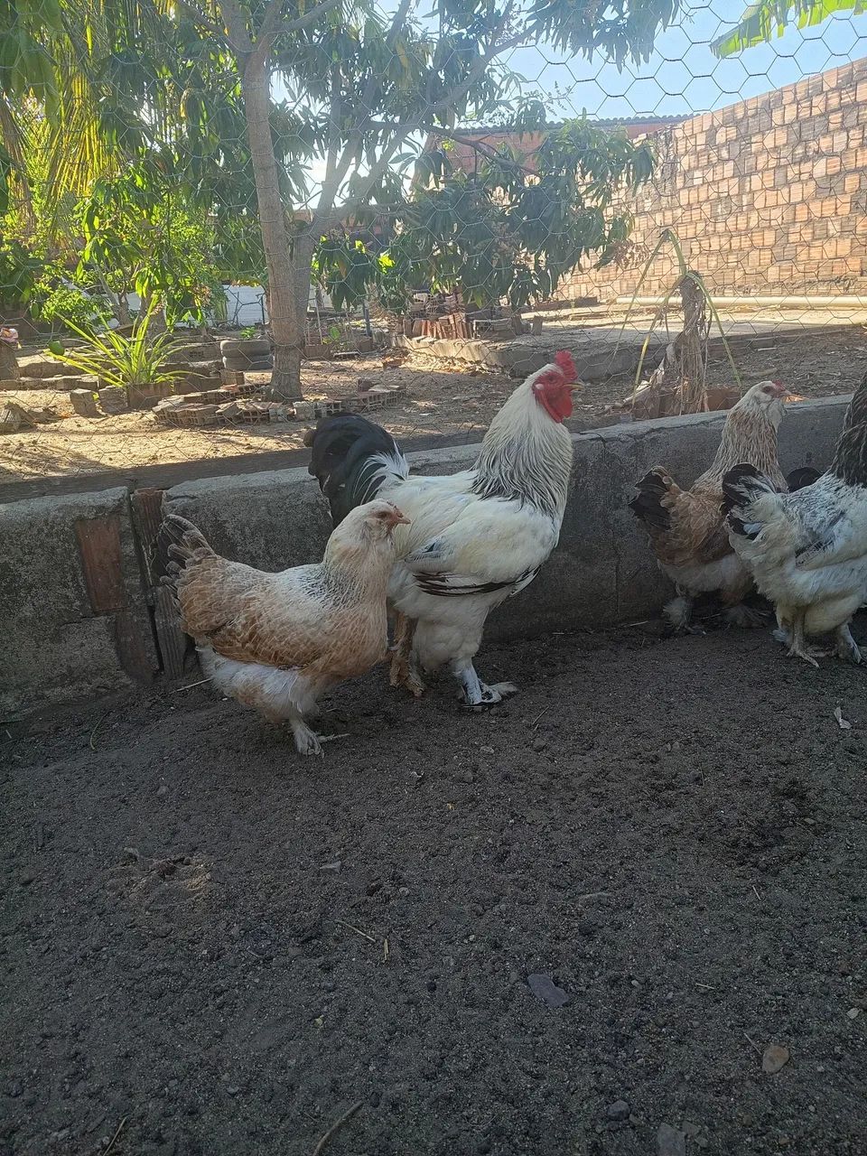 Pinto brahma - Foto 4