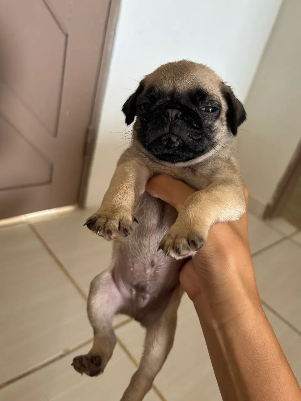 Pug macho - Foto 2
