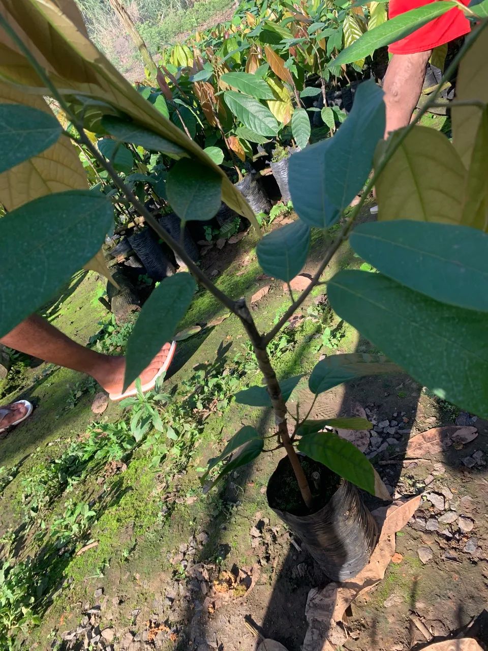 Mudas de cacau clonada - Foto 3