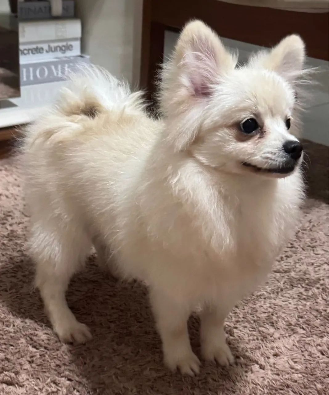 Lulu Pomerania - Spitz Alemão Fêmea (Filhote 7 meses - Nasceu 04/12/25)  - Foto 3