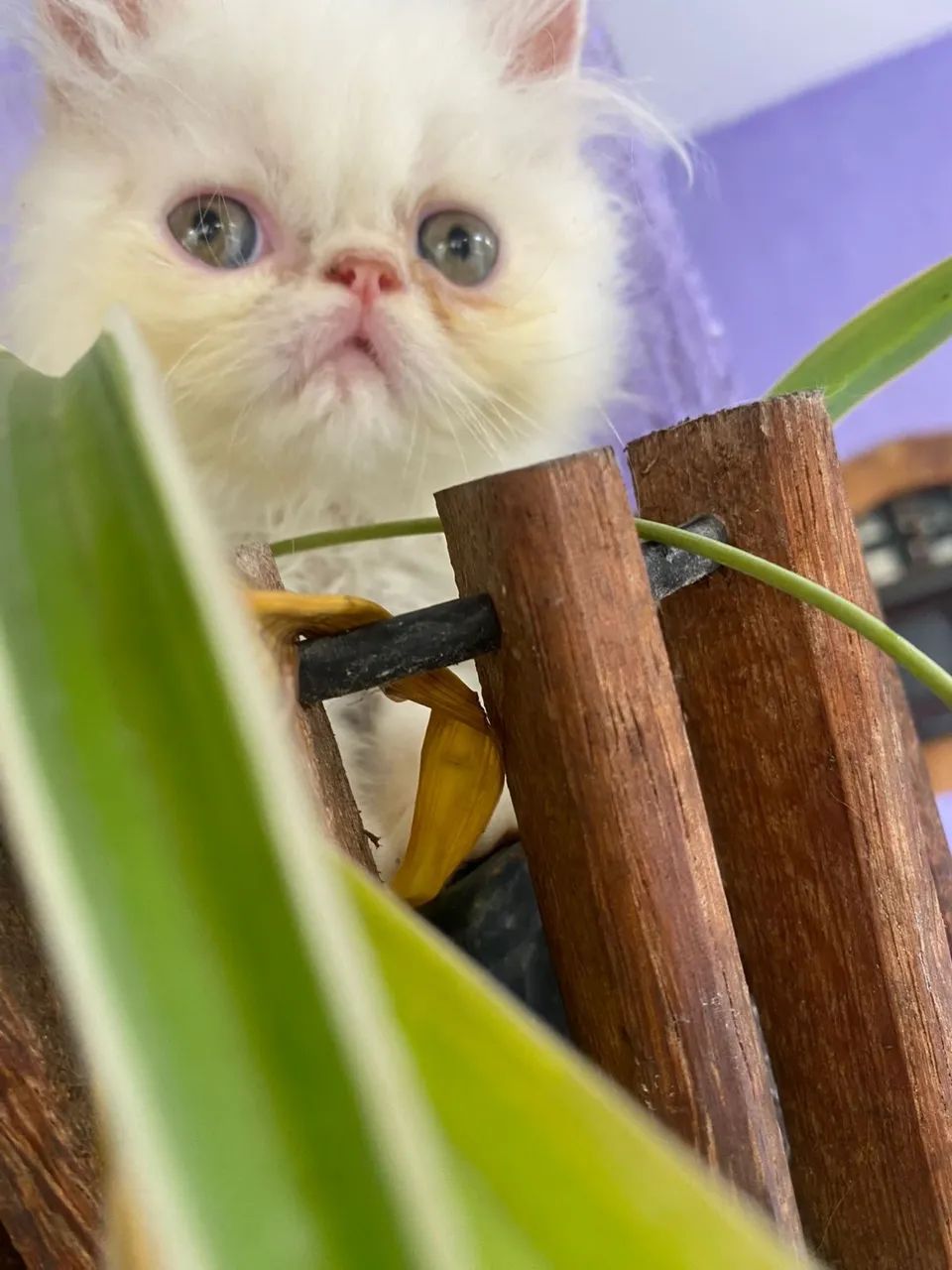 Lindos Gatos Persas Disponíveis  - Foto 4