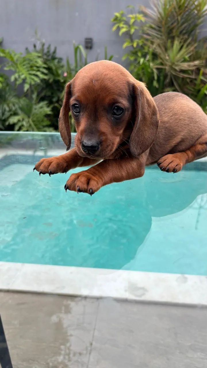 Dachshund