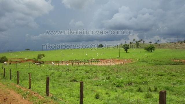 Fazenda compra bezerros nikolaiimoveis
