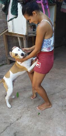 Pitbull