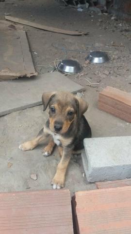 Doação cães vira lata - Foto 2