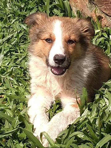 Border Collie lindos filhotes - Foto 3