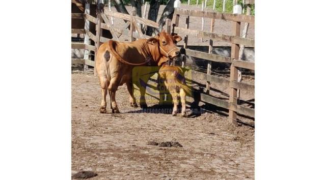 Vendo Lote No Condomínio Fazenda Gramado - Gravatá/PE / Código Do Imóvel : LT0963 - Foto 8