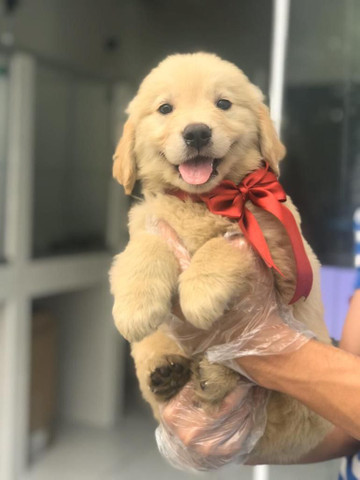 Para alegrar seu dia filhote de Golden Retriever disponível - Foto 2