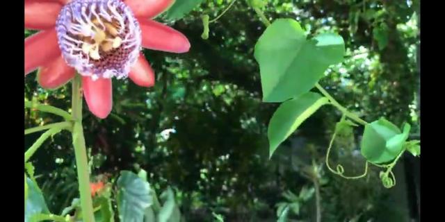 Área de terra de 14ha - Foto 2