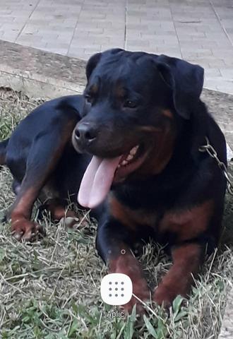 Filhotes de rotweiller,pronta entrega estao com 75 dias,e vacinados com a 2°dose - Foto 2