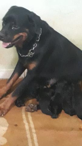Filhotes de rotweiller,pronta entrega estao com 75 dias,e vacinados com a 2°dose