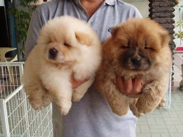 Filhotes de Chow Chow Macho e fêmea/vermifugados e vacinados - Foto 2