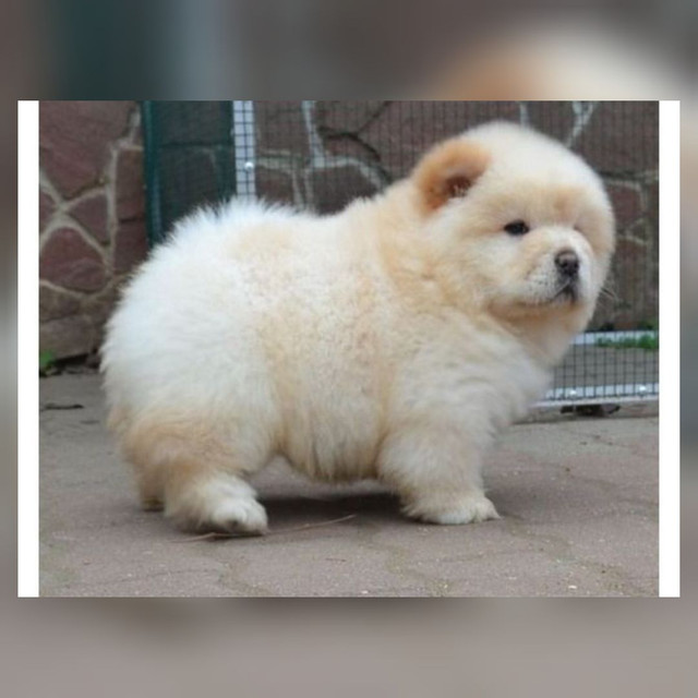 Chow Chow fêmeas e machinhos já vacinados com todas garantias em contrato