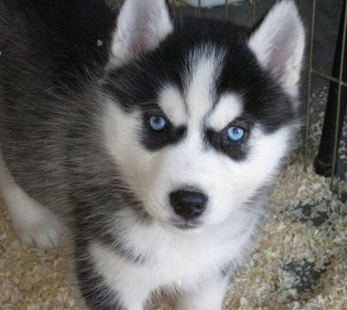 Filhotes de Husky siberiano Macho e fêmea/vermifugados e vacinados - Foto 2