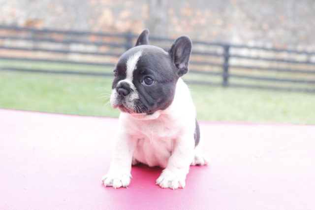Filhote de Buldogue Frances Macho - Foto 2