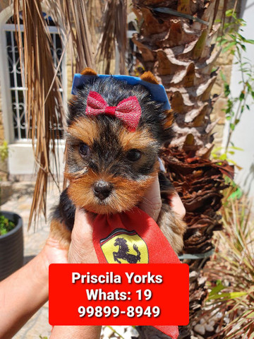 Yorkshire Terrier maravilhosos filhotes - Foto 3