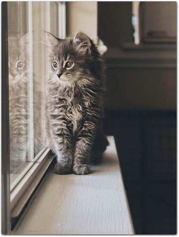 Maine Coon - Foto 5
